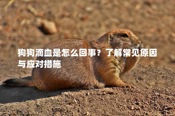狗狗滴血是怎么回事？了解常见原因与应对措施