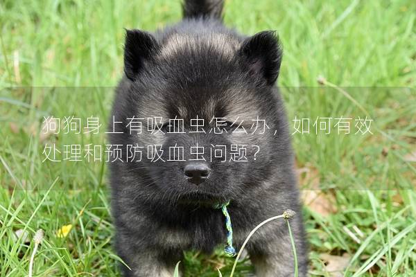 狗狗身上有吸血虫怎么办，如何有效处理和预防吸血虫问题？
