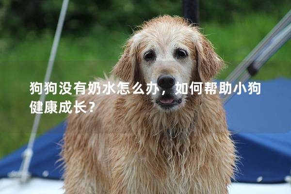 狗狗没有奶水怎么办，如何帮助小狗健康成长？