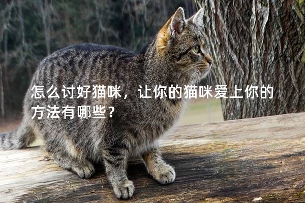 怎么讨好猫咪，让你的猫咪爱上你的方法有哪些？