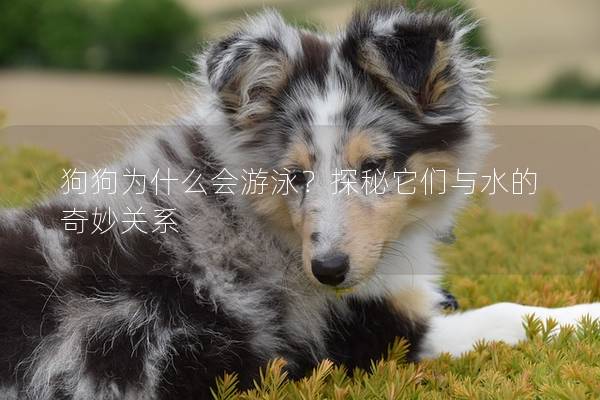狗狗为什么会游泳？探秘它们与水的奇妙关系