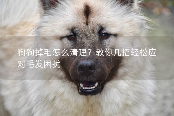 狗狗掉毛怎么清理？教你几招轻松应对毛发困扰