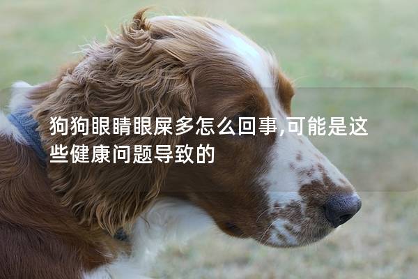 狗狗眼睛眼屎多怎么回事,可能是这些健康问题导致的