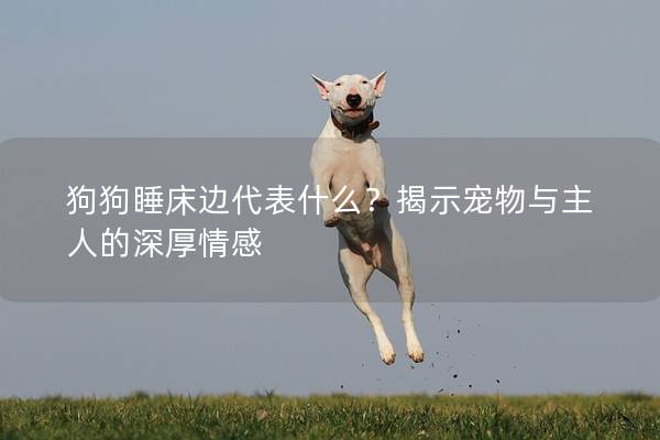 狗狗睡床边代表什么？揭示宠物与主人的深厚情感
