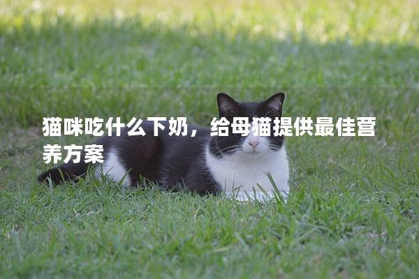 猫咪吃什么下奶，给母猫提供最佳营养方案
