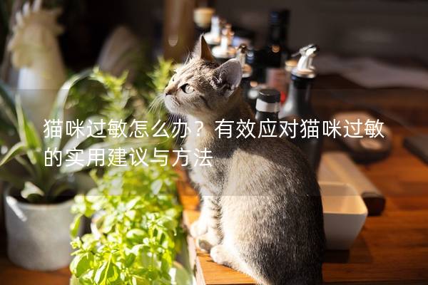 猫咪过敏怎么办？有效应对猫咪过敏的实用建议与方法
