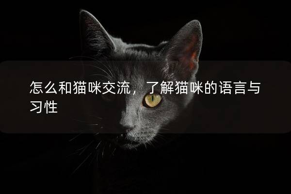 怎么和猫咪交流，了解猫咪的语言与习性