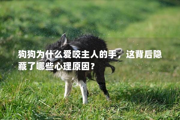 狗狗为什么爱咬主人的手，这背后隐藏了哪些心理原因？