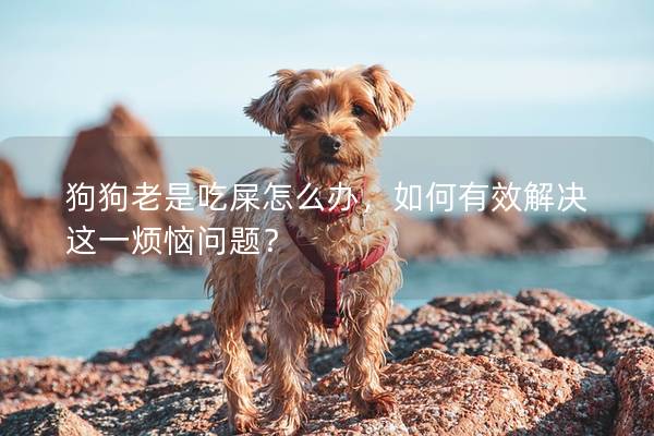 狗狗老是吃屎怎么办，如何有效解决这一烦恼问题？