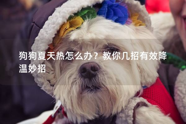 狗狗夏天热怎么办？教你几招有效降温妙招