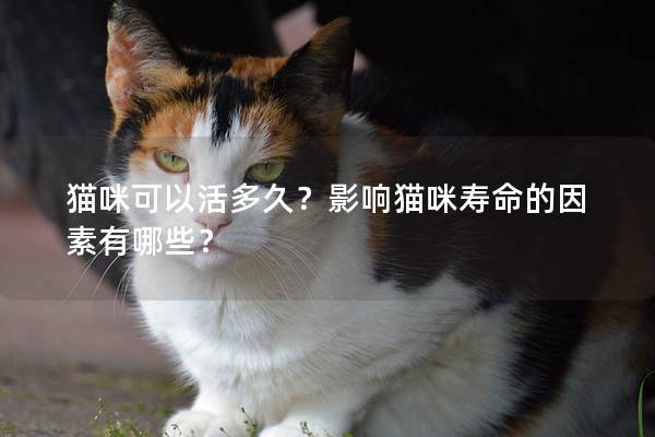 猫咪可以活多久？影响猫咪寿命的因素有哪些？