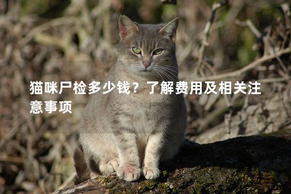 猫咪尸检多少钱？了解费用及相关注意事项