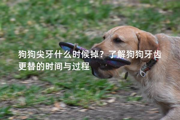 狗狗尖牙什么时候掉？了解狗狗牙齿更替的时间与过程