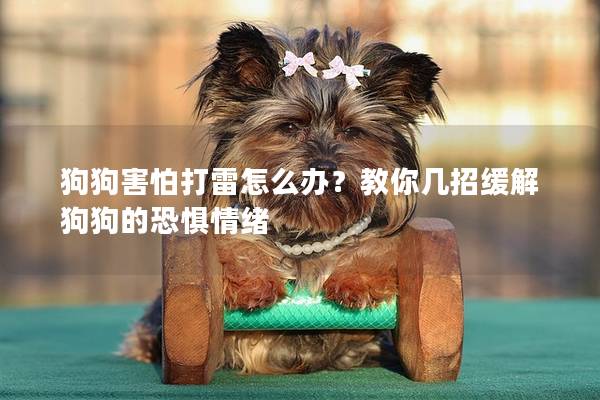 狗狗害怕打雷怎么办？教你几招缓解狗狗的恐惧情绪