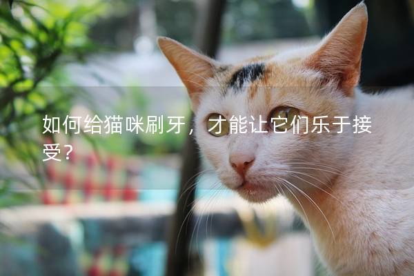 如何给猫咪刷牙，才能让它们乐于接受？