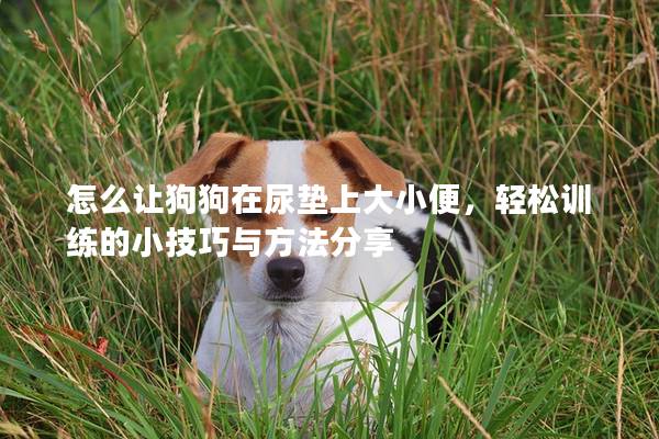怎么让狗狗在尿垫上大小便，轻松训练的小技巧与方法分享