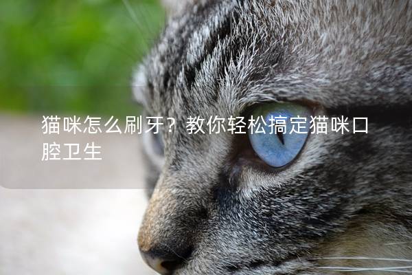 猫咪怎么刷牙？教你轻松搞定猫咪口腔卫生