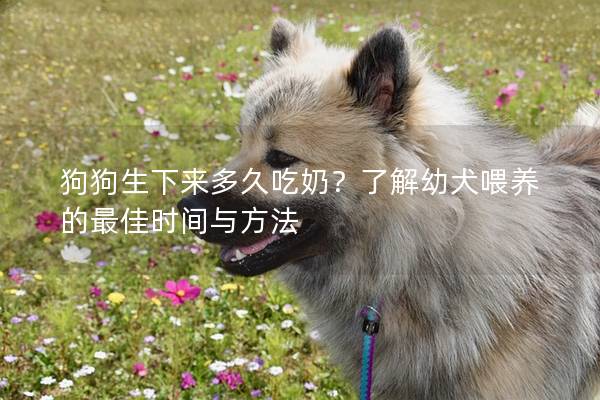 狗狗生下来多久吃奶？了解幼犬喂养的最佳时间与方法
