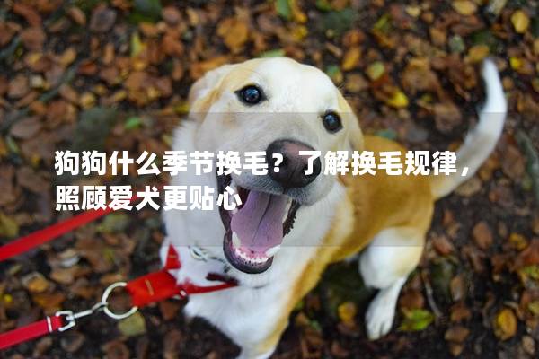 狗狗什么季节换毛？了解换毛规律，照顾爱犬更贴心