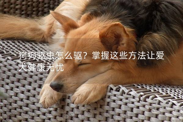 狗狗驱虫怎么驱？掌握这些方法让爱犬健康无忧