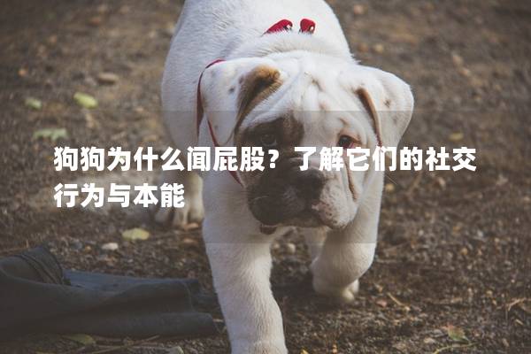 狗狗为什么闻屁股？了解它们的社交行为与本能