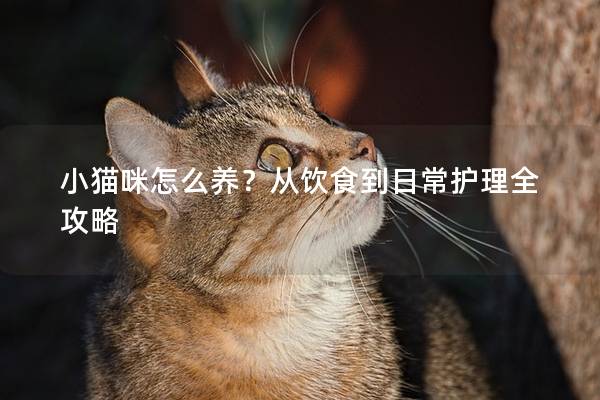 小猫咪怎么养？从饮食到日常护理全攻略