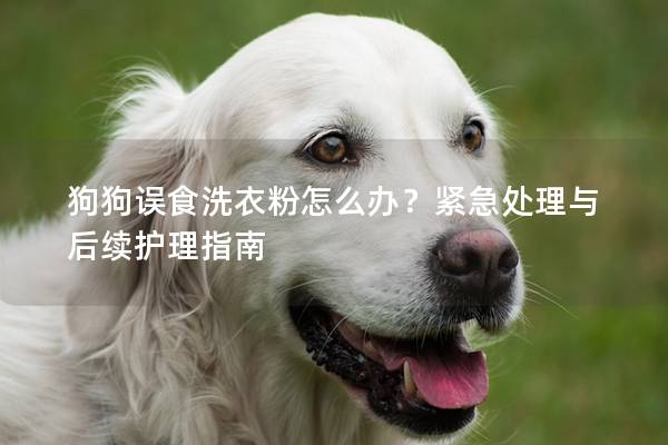狗狗误食洗衣粉怎么办？紧急处理与后续护理指南