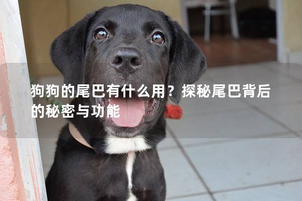 狗狗的尾巴有什么用？探秘尾巴背后的秘密与功能