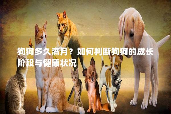 狗狗多久满月？如何判断狗狗的成长阶段与健康状况