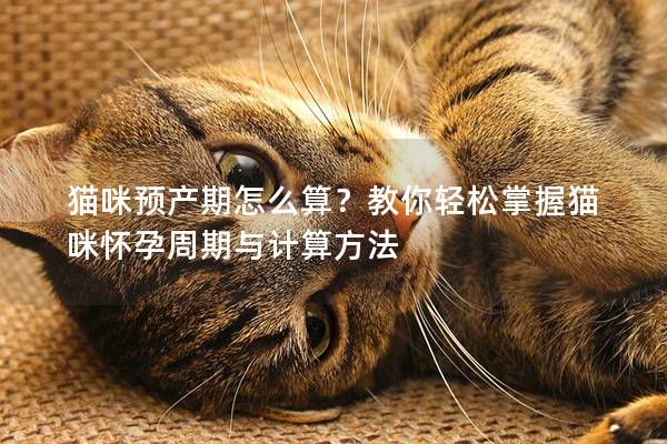 猫咪预产期怎么算？教你轻松掌握猫咪怀孕周期与计算方法