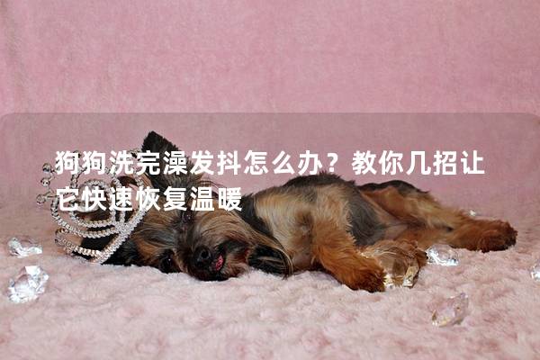 狗狗洗完澡发抖怎么办？教你几招让它快速恢复温暖