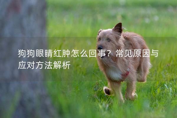 狗狗眼睛红肿怎么回事？常见原因与应对方法解析