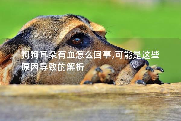 狗狗耳朵有血怎么回事,可能是这些原因导致的解析