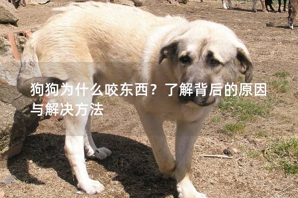 狗狗为什么咬东西？了解背后的原因与解决方法