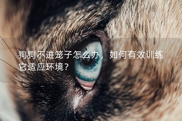 狗狗不进笼子怎么办，如何有效训练它适应环境？