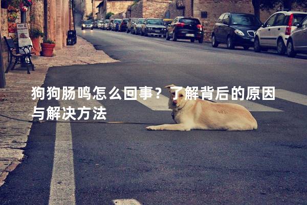 狗狗肠鸣怎么回事？了解背后的原因与解决方法