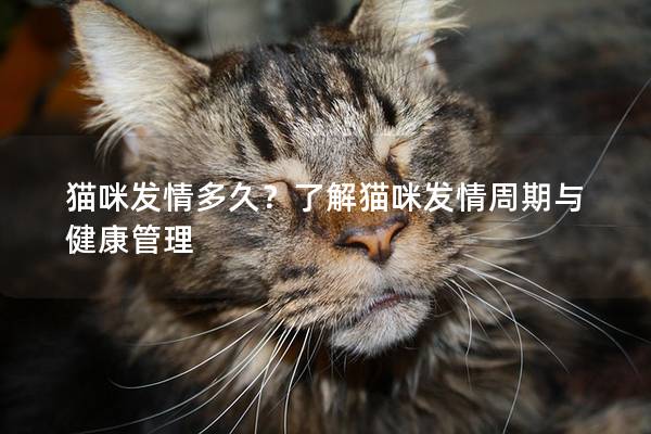 猫咪发情多久？了解猫咪发情周期与健康管理