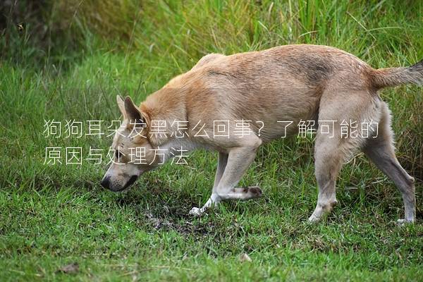 狗狗耳朵发黑怎么回事？了解可能的原因与处理方法