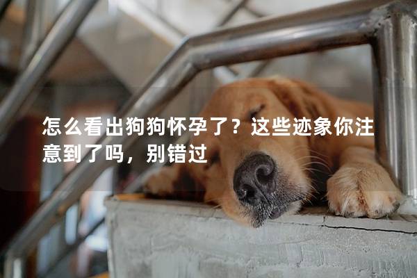 怎么看出狗狗怀孕了？这些迹象你注意到了吗，别错过