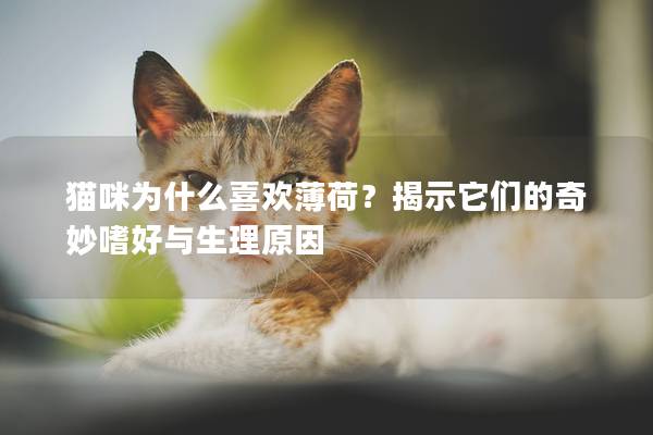 猫咪为什么喜欢薄荷？揭示它们的奇妙嗜好与生理原因