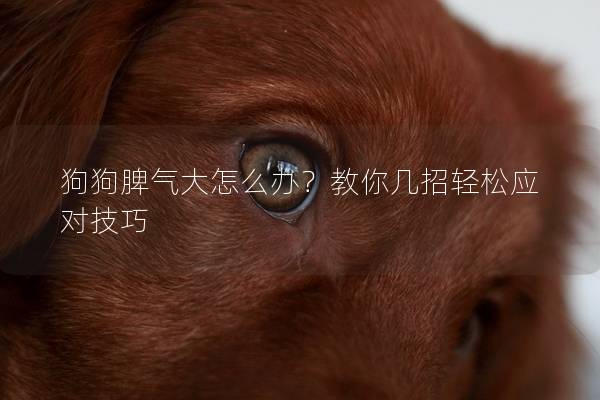 狗狗脾气大怎么办？教你几招轻松应对技巧