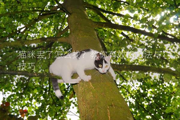猫咪丢了怎么找？教你有效的方法与技巧