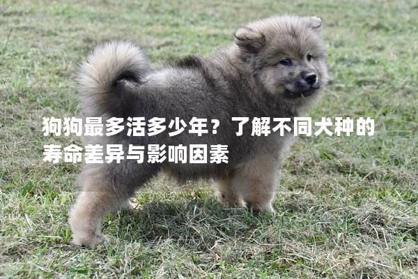 狗狗最多活多少年？了解不同犬种的寿命差异与影响因素