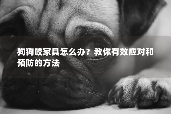 狗狗咬家具怎么办？教你有效应对和预防的方法