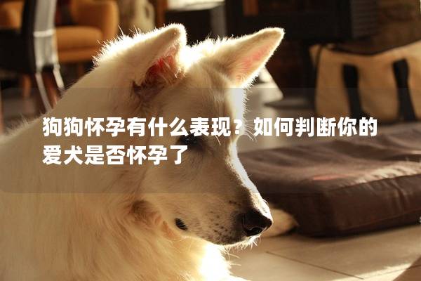 狗狗怀孕有什么表现？如何判断你的爱犬是否怀孕了