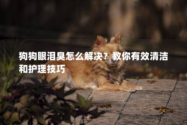 狗狗眼泪臭怎么解决？教你有效清洁和护理技巧
