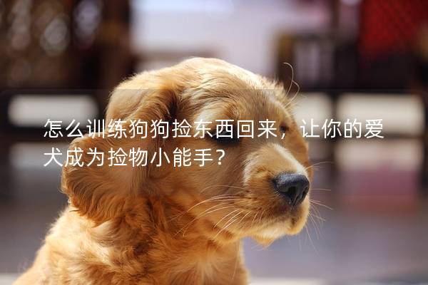 怎么训练狗狗捡东西回来，让你的爱犬成为捡物小能手？