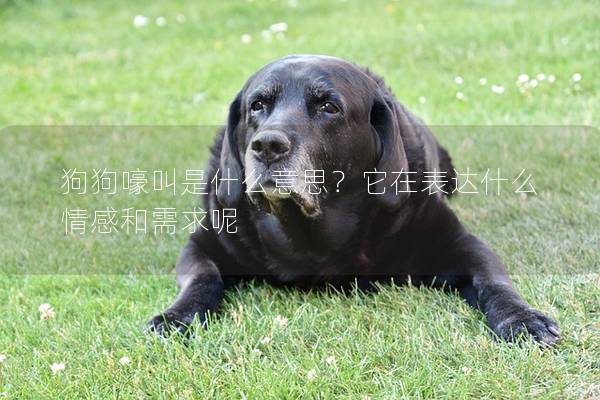狗狗嚎叫是什么意思？它在表达什么情感和需求呢