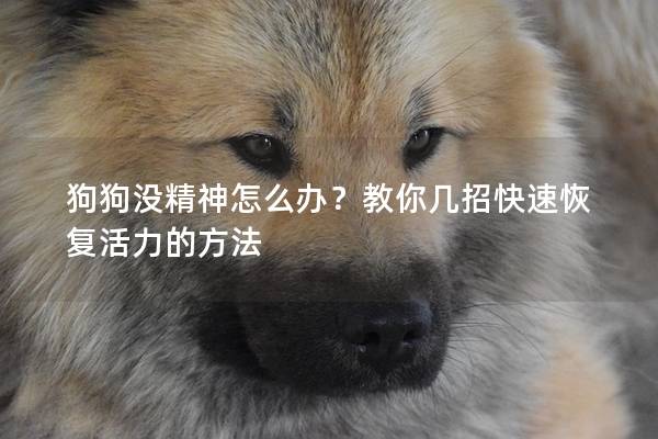 狗狗没精神怎么办？教你几招快速恢复活力的方法