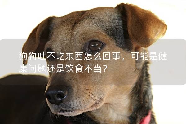 狗狗吐不吃东西怎么回事，可能是健康问题还是饮食不当？